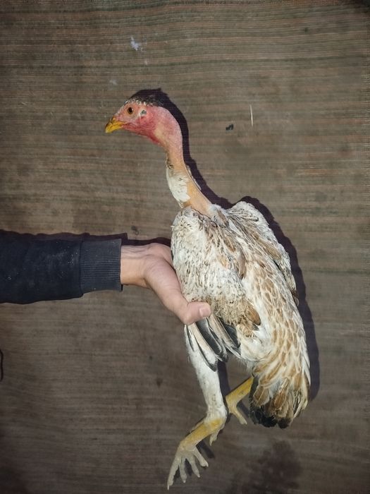 Madakaskar mokiyonchalar sotilad. i dakan