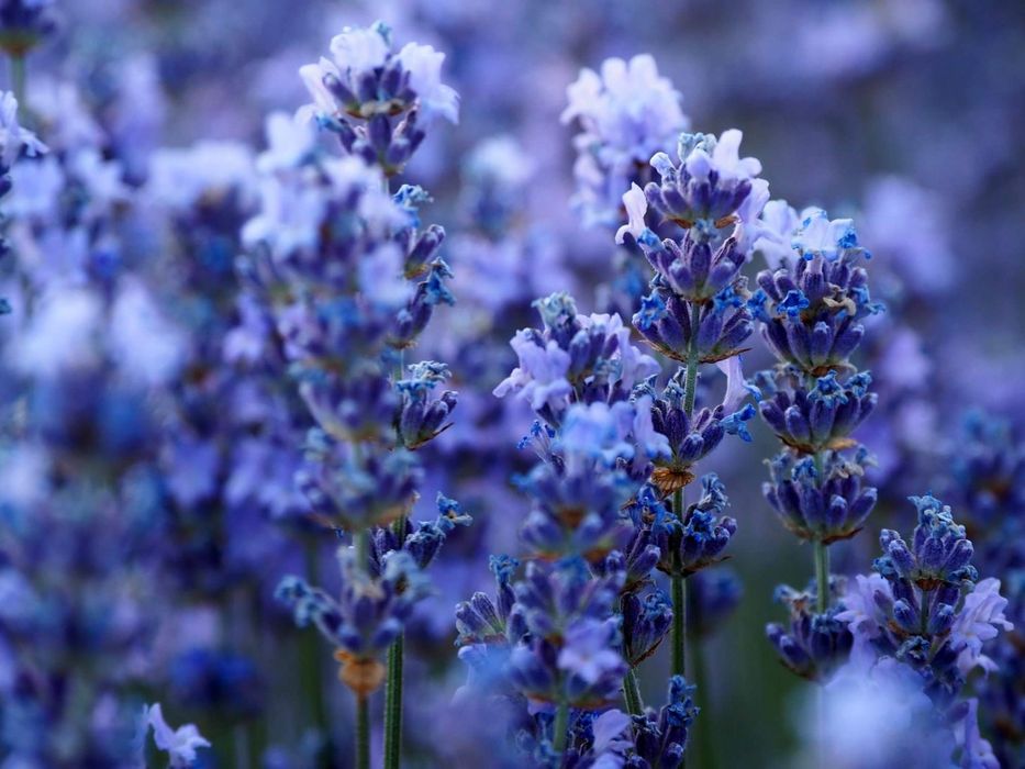 Butasi lavandă cu Rădăcină - 3 lei bucata