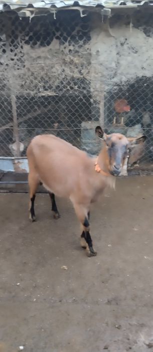 Продавам две млечни млади кози