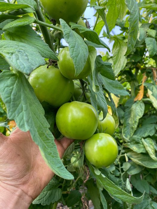 Gogonele pentru murat