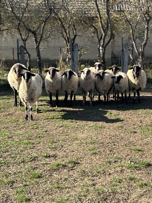 Vand oi metis suffolk si carabas