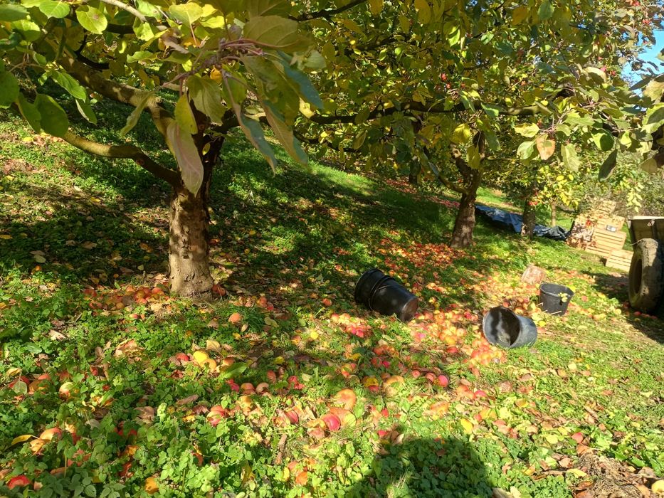 Vand mere pentru tuica