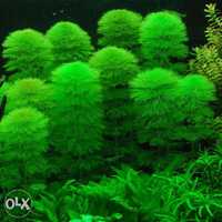 planta acvariu pesti Cabomba,Moss,,anubias..