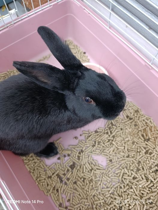 Продаются кролики