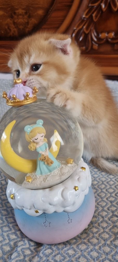 Золотая Шиншилла фолд