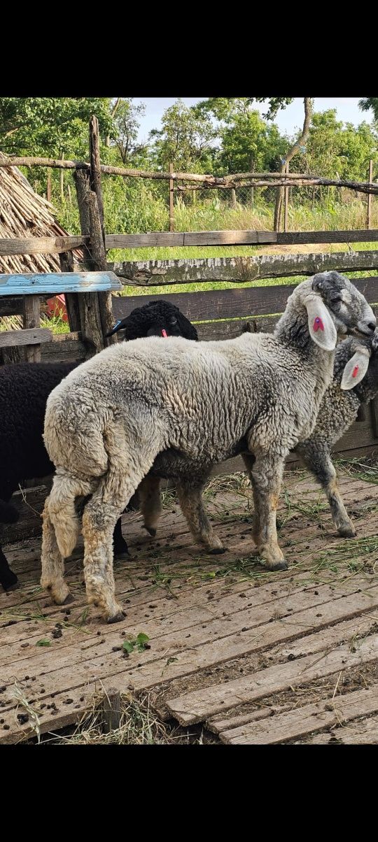 Se vinde berbecut,din mama buna de lapte,cu toate tratamentele la zi