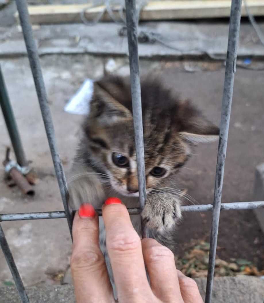 30-дневно женско коте от София търси дом!