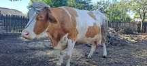 Vând vaca bună de lapte