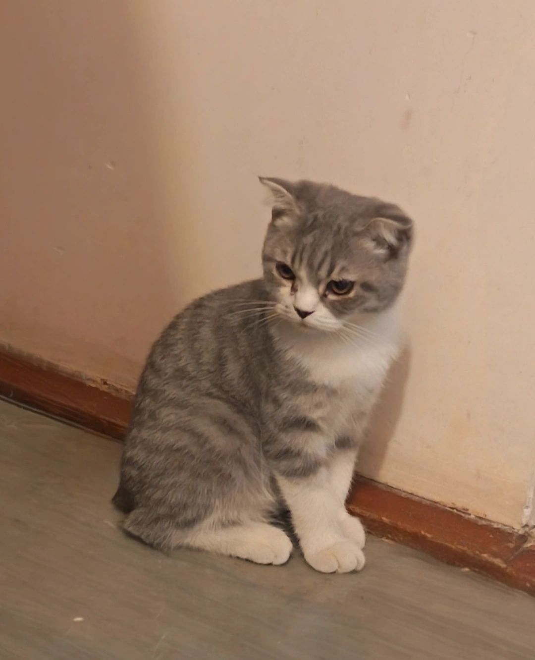 Scottish Fold mushukchalar sotiladi