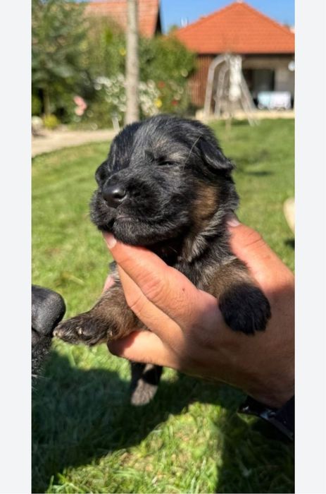 Femela ciobanesc german par lung