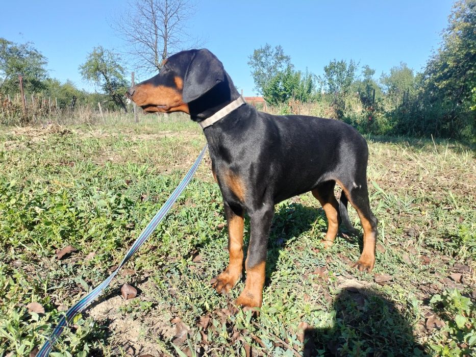 Femela doberman de vânzare.