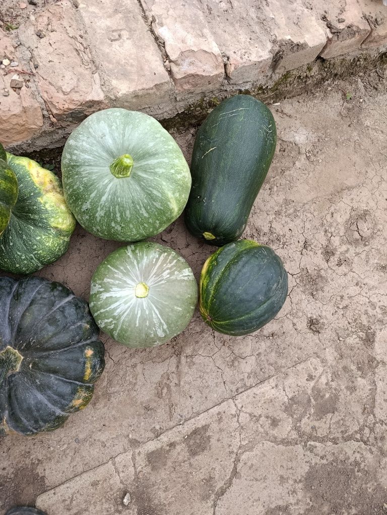 Продам тыкву разные сорта