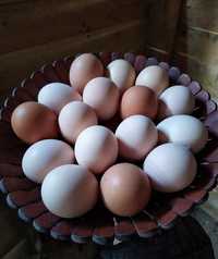 Домашние яйца . Уй тухуми