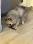 Pomeranian băiețel