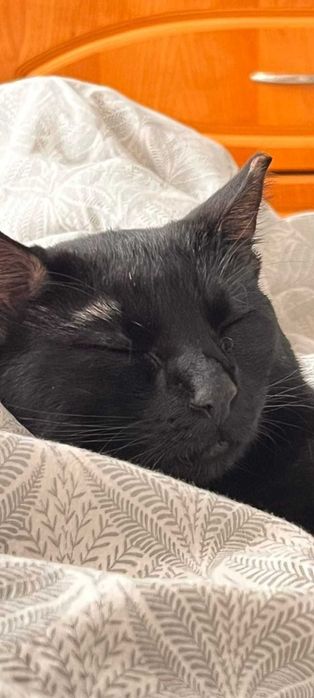 3 pisicute blande isi cauta familie