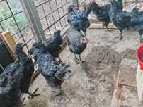Jersey Giant tineret