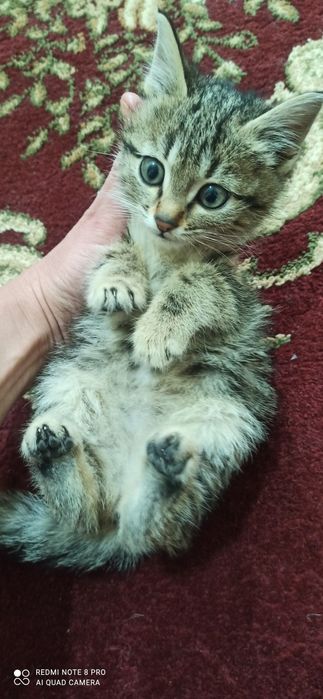 Котята табби продаются