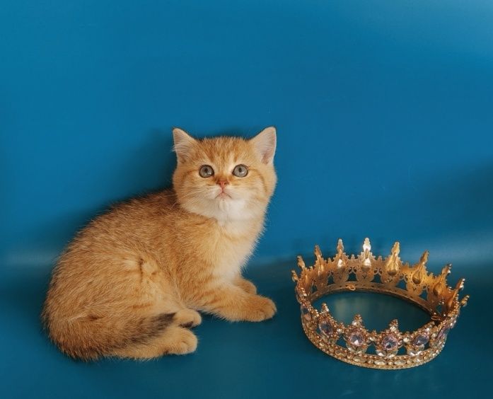 Котята Алматы Шиншиллы