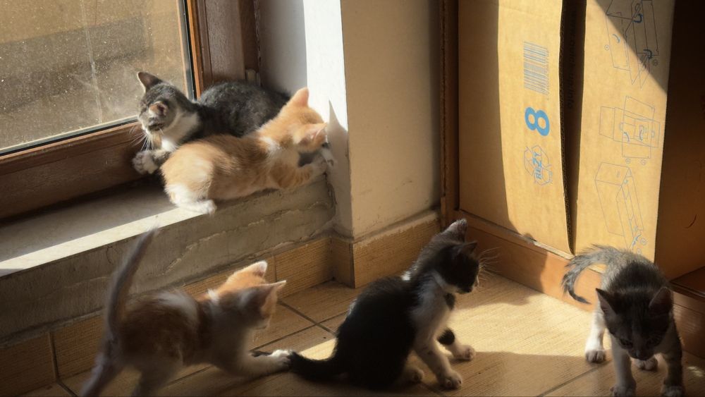Pisici spre adoptie