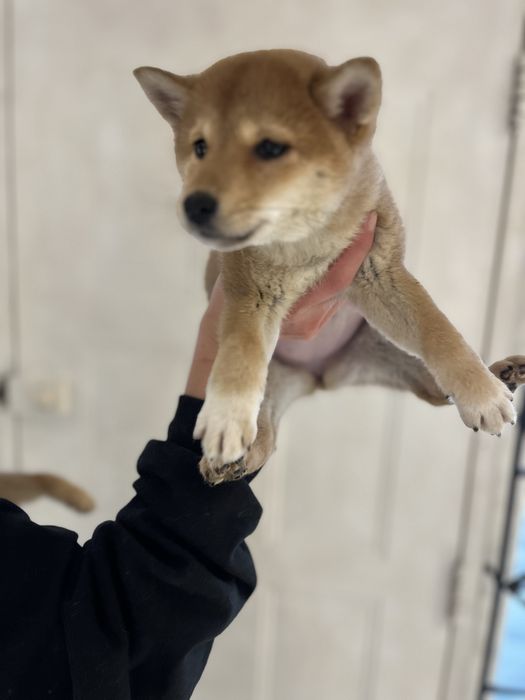 Shiba inu fetita