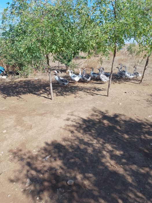 Vând gâște.      .