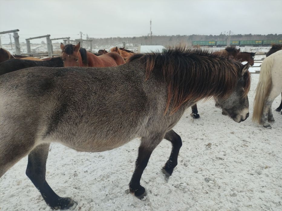 Ту бие сатылады.Продам жерёбую кобылу .Кобыле 5 лет. Хорошо на приплод