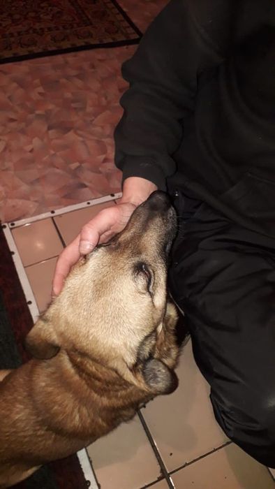 Отдам собаку в добрые руки