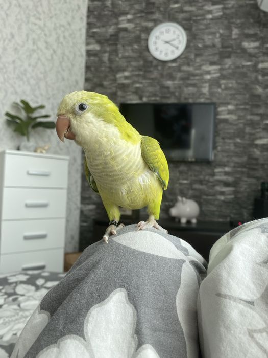 Папагал Монах на 6 месеца , с голяма клетка и много аксесоари