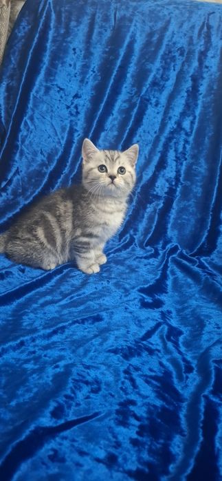 Котенок Шотланд. скоттиш страйт