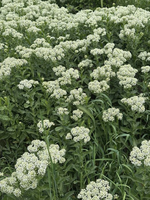 Мёд натуральный для здоровья  , Asal tabiy , asalari