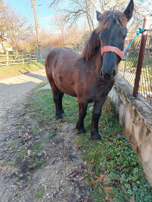 Vând mânza de 6 luni