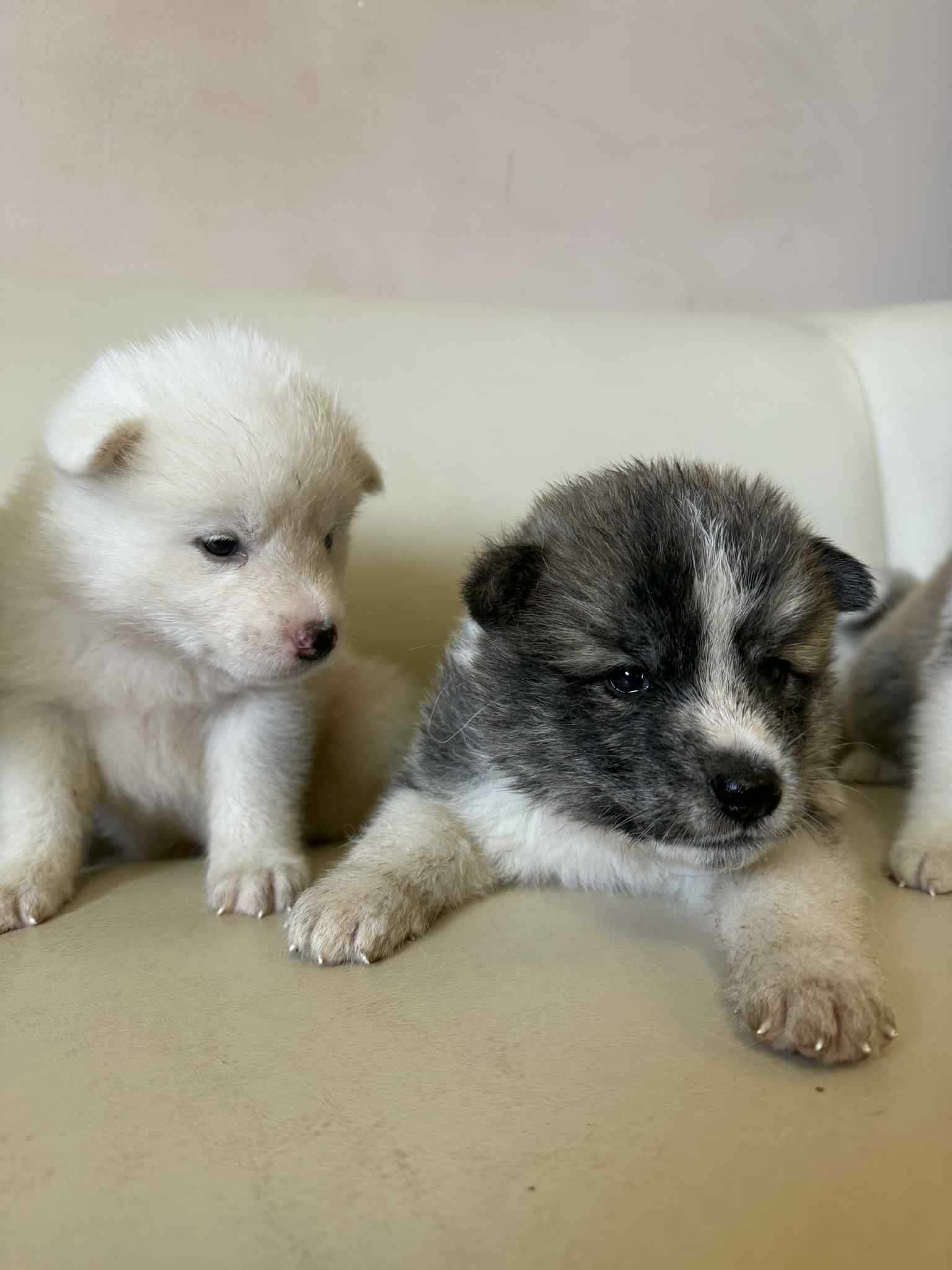 Кученца Японска Акита (Akita Inu)