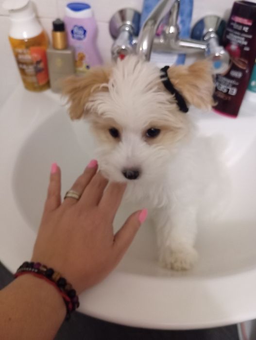 Малтийска болонка