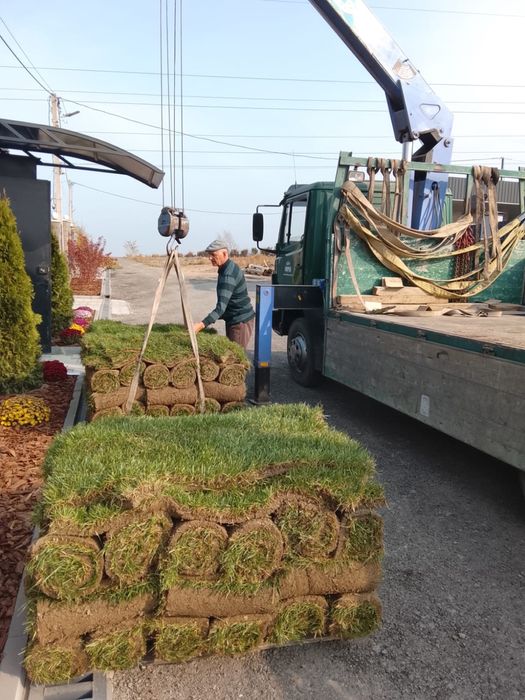 Газон Газон Газон. Готовый газон. Посевной газон