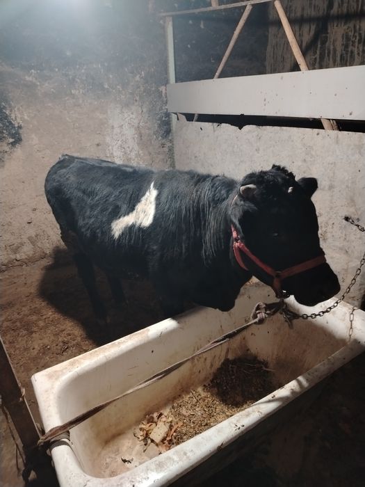 1 yoshar yeb ichshi zo'r