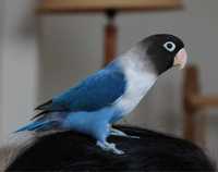 Попугаи неразлучники синие масковые