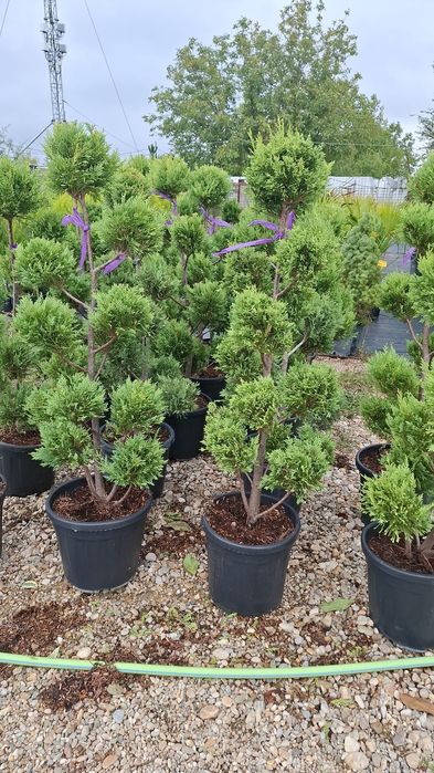 Spirala din tuia leylandii pon pon