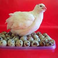 Продам инкубационное яйцо перепелов