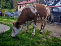 Vaca bălțată românească