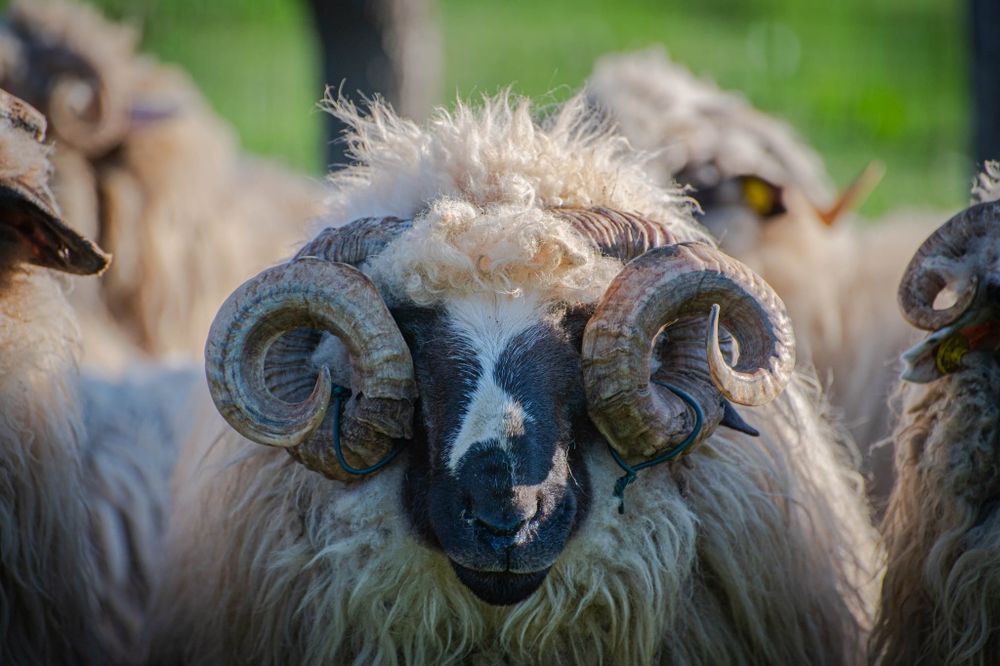 Berbec breaz de vanzare