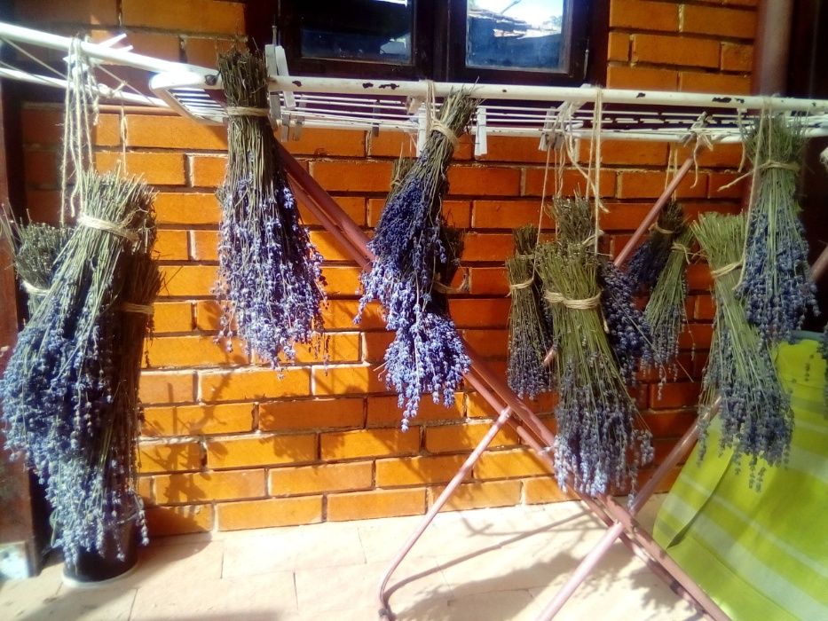 Lavanda proaspata si uscat