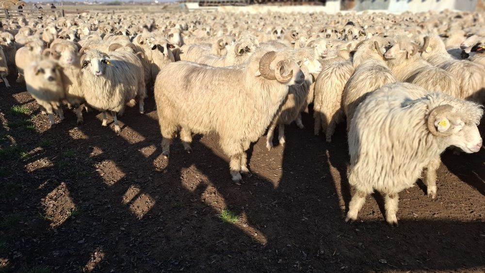 Vând  oi  turcane