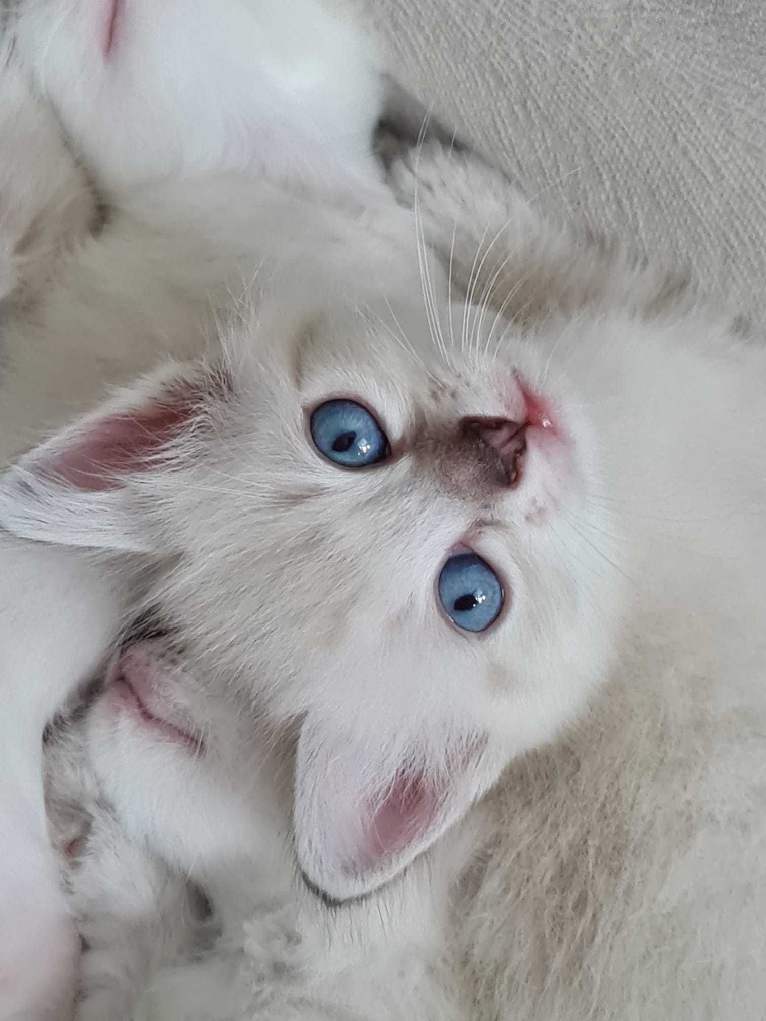 Pui pisica ragdoll