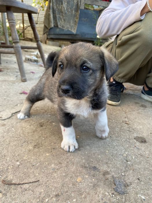 Donez cățel rasa comună talie medie !