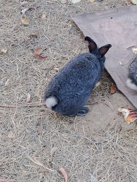 Қоян сатылады.. .