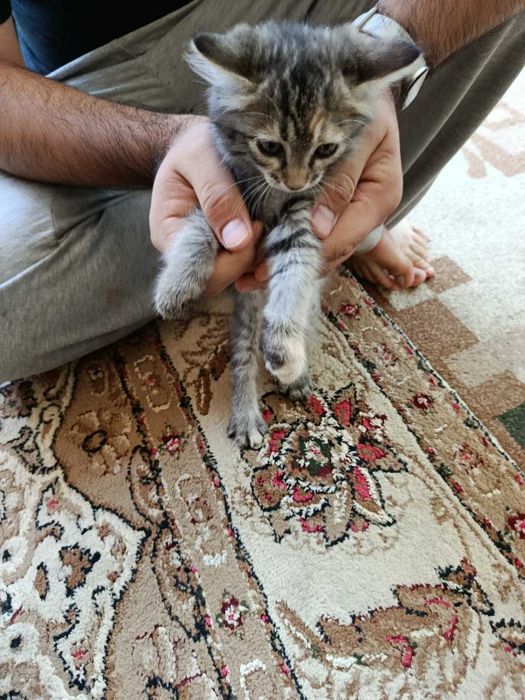 Котята в хорошие руки
