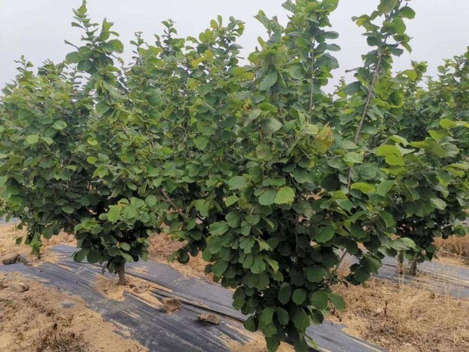 Aluni soiuri Nuci Chandler Paulownia Ciresi Meri Par Prun Mosmon Visin
