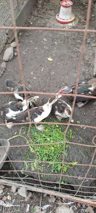 Rațe mute și boboci.