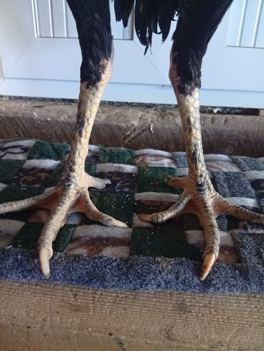 Бразильский соколи майиски болага сотилади