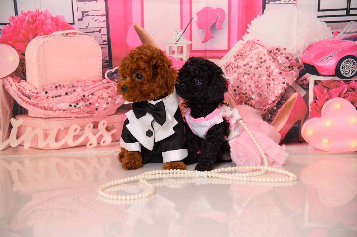Пудел Той- Poodle Toy